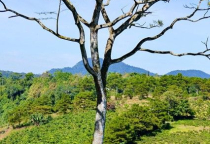 Tin tức bất động sản Bảo Lộc Lâm Đồng: Cao nguyên Di Linh – Bảo Lộc – điểm sáng phát triển vùng