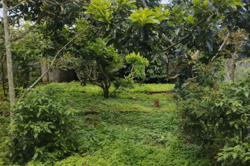 🏡 BÁN ĐẤT MẶT TIỀN VŨ TRỌNG PHỤNG – LỘC PHÁT, PHƯỜNG 1 – TRUNG TÂM TP. BẢO LỘC 🔥