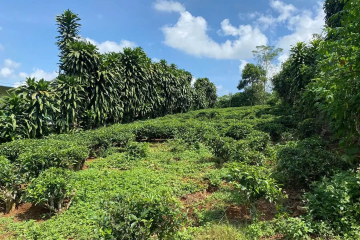 🔥 BÁN ĐẤT VIEW ĐẸP – HẺM 380/23 LÝ THÁI TỔ, PHƯỜNG 2, TP. BẢO LỘC 🔥