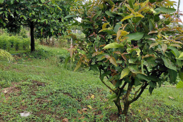 🌳 BÁN ĐẤT VƯỜN HẺM ĐOÀN THỊ ĐIỂM – LỘC THANH, BẢO LỘC 🔥