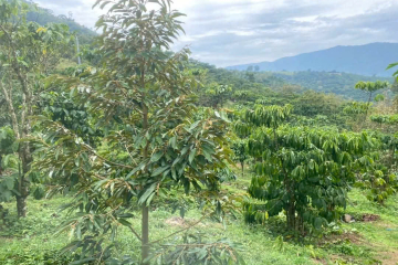 THUA LỖ DO CHƯA CÓ KIẾN THỨC, CHỦ RA ĐI NHANH 2 SÀO VƯỜN CAFE XEN SR CHO THU ĐẬM,  TẠI LỘC TÂN - BẢO LỘC, EM ĐỂ NHANH 250TR/ SÀO Ạ. 