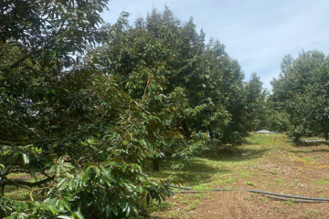 Chủ ngộp bank cần ra đi lô đất full tc tại Lộc Đức giá chỉ 380tr