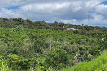 CHỦ BÁN GẤP 7200M2 VƯỜN CAFE BƠ 034 - GIÁ: 3TỶ (420TR/1S) - 7200M2 THỰC TẾ 7800M2 SẴN 400 THỔ C