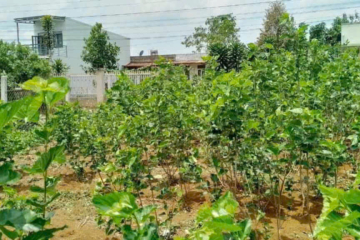 CHỦ ĐANG THỞ OXY, CẦN BÁN GẤP MẢNH VƯỜN 8X62 CÓ 100M2 THỔ CƯ - NGAY MẶT TIỀN TRIỆU QUANG PHỤC, PHƯỜNG B’LAO (SẮP TỚI THÀNH PHƯỜNG 2) , BẢO LỘC - GIÁ 2TY