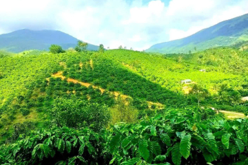 HẠ GIÁ BÁN NHANH CHO NHỮNG AI CẦN ĐẦU TƯ CHỈ CÒN 280TR/ 1 SÀO -  THÔN 10 LỘC NAM BẢO LÂM - DIỆN TÍCH 1,5HA - SẴN CAFE VÀ CÂY ĂN TRÁI - GIÁ 2TY2