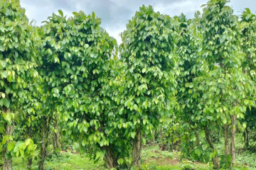 NHÀ CÓ CHUYỆN BÁN NHANH 6SÀO7 LỘC NGA CÓ CAFE TIÊU ĐANG CHO THU MẠNH VÀ HƠN 30 CÂY SẦU RIÊNG CHO THU BÓI LAI RAI - CÁCH QL 20 LỘC NGA 2,3KM SỔ SÁCH ĐẦY ĐỦ - 2,2 TỶ CẢ LÔ BỚT LỘC 