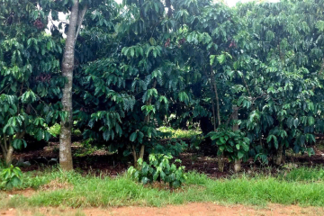 CHỦ GỬI BÁN 1HA14 THÔN 13 LỘC THÀNH , BẢO LÂM , LÂM ĐỒNG - ĐẤT BẰNG TRIỀN SẴN 200MTC , TRỒNG FULL CF CÓ SUỐI CHẢY GIỮA VƯỜN GẦN DÂN CƯ - GIÁ : 620TR/SAO GIẢM CÒN 550TR/SAO 