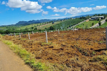 CHỦ CẦN TIỀN ĐỂ CHỮA BỆNH, BÁN LÔ - CÁCH NGÃ 5 DAMBRI 1KM -  DIỆN TÍCH:11 X 90 NỞ HẬU 11.4M CÓ 200M² THỔ CƯ TỔNG 1.092M² - THẾ ĐẤT TRIỀN NHẸ VIEW VIP - GIÁ 1TY9