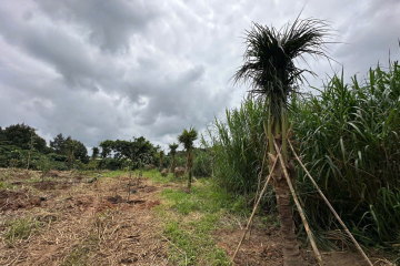 CẦN BÁN NHANH LÔ ĐẤT DIÊN TÍCH 3XAO4 SẴN 1200MTC - TÂN LẠC - AO SUỐI ĐẦY ĐỦ ĐIỆN + ĐƯỜNG NHỰA - GIÁ 3TY750