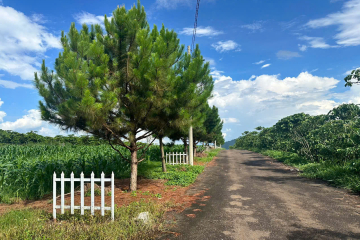 Bán đất Phường 2 Bảo Lộc – 513m² full đất ở giá 1.25 tỷ