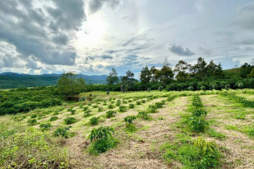 Bán đất Bảo Lộc giá rẻ – đường 16 Lộc Tân Phường 2, 2 sào 3 chỉ 1,2 tỷ