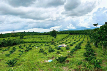 Bán 2 Sào Đất Hẻm 89 Phùng Hưng Phường 3 Lộc Tiến – Đường Nhựa Tận Nơi, Giá 1,62 Tỷ