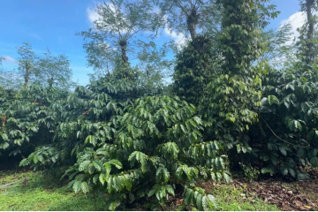 Bán Gấp 1ha Đất Cà Phê – Có Suối, Thu Nguồn Tốt, Đường Ô Tô Tới Vườn