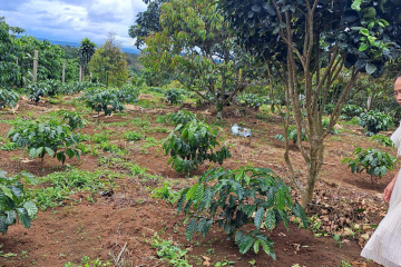 Mua Đất  Bảo Lộc Lâm Đồng – Lộc An, Giá 2 Tỷ 1