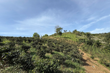 Mua đất đồi bảo lộc – giá 1,8 tỷ