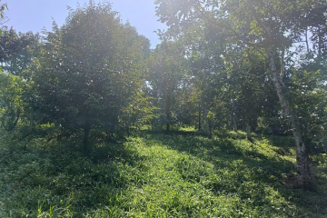 Mua đất nền Bảo Lộc giá rẻ – vườn cây ăn trái view thoáng, 1.598 m²