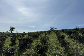 Mua đất nền Bảo Lộc giá rẻ – chủ ngộp bán 7,3 sào view bao quát Lộc Thành