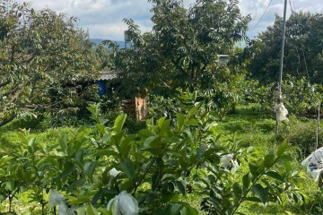 Mua đất nền Bảo Lộc giá rẻ – bán vườn trái cây Lộc Châu, phù hợp làm homestay