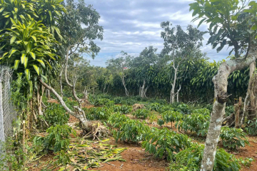 Mua đất nền giá rẻ Bảo Lộc –  giá 3 tỷ