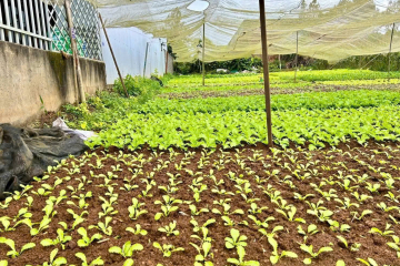 Mua đất nền giá rẻ Bảo Lộc – hẻm 137 Nguyễn Tri Phương – giá 1,7 tỷ