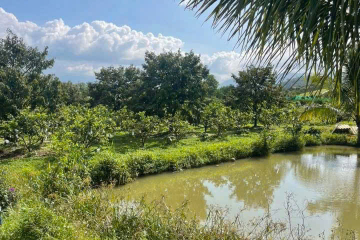 Mua đất nền giá tốt Bảo Lộc – bán vườn trái cây 4,5 sào Lộc Châu (P.3), giá 2,5 tỷ