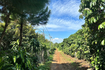 Mua đất giá rẻ trung tâm Bảo Lộc – giá 3,15 tỷ