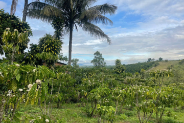 Đất sẵn thổ cư giá rẻ Bảo Lộc –  giá 10,5 tỷ