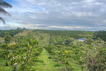 đất sẵn thổ cư giá rẻ bảo lộc – mặt tiền lý thái tổ, p2