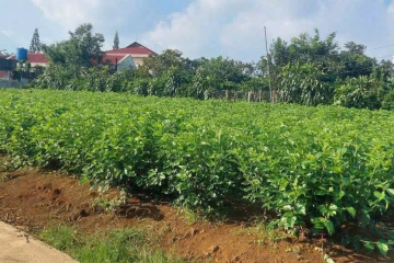 Mua đất vườn Bảo Lộc – Hẻm Lý Thái Tổ, Phường 2, ngay sau UBND P2