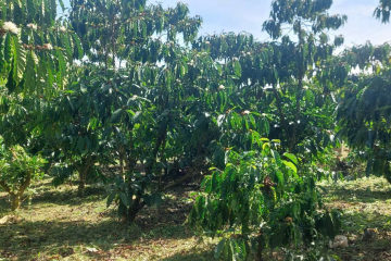 Mua đất vườn Bảo Lộc – 8 sào 1 mặt tiền Nguyễn Khắc Nhu, Lộc Nga, view thoáng