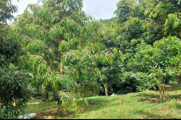 Đất nền giá rẻ tại Bảo Lộc – Nhà vườn Tiền Yên, Lộc Đức, Bảo Lâm, có ao suối