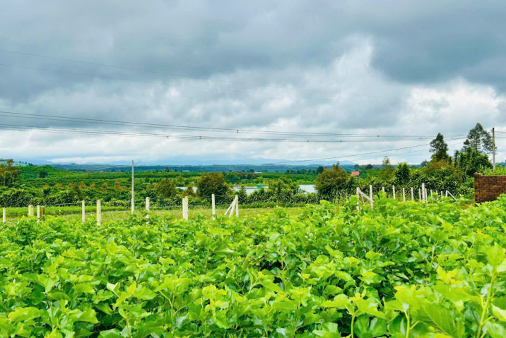 ‼️ BÁN ĐẤT GIÁ RẺ – HẺM NHỰA LÊ THỊ RIÊNG, PHƯỜNG 3, TP. BẢO LỘC ‼️