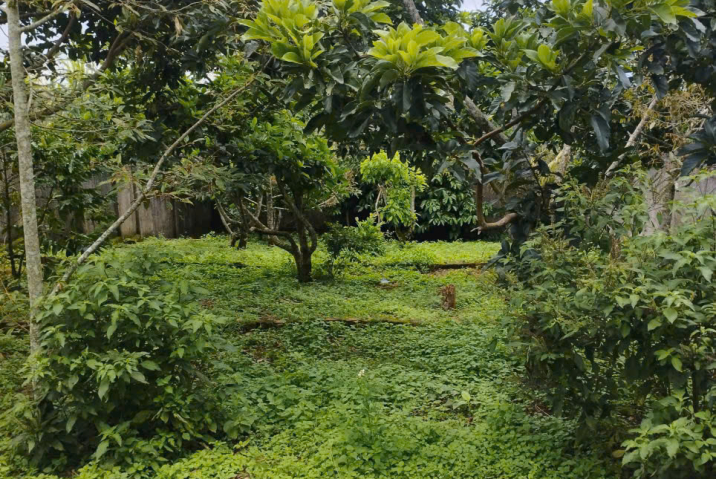 🏡 BÁN ĐẤT MẶT TIỀN VŨ TRỌNG PHỤNG – LỘC PHÁT, PHƯỜNG 1 – TRUNG TÂM TP. BẢO LỘC 🔥