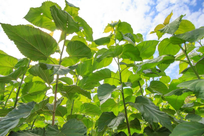 Dâu Tằm Bảo Lộc Miền Đất Trứ Danh Với Dâu Tằm Tươi Ngon.