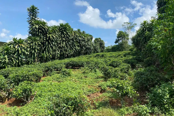 🔥 BÁN ĐẤT VIEW ĐẸP – HẺM 380/23 LÝ THÁI TỔ, PHƯỜNG 2, TP. BẢO LỘC 🔥