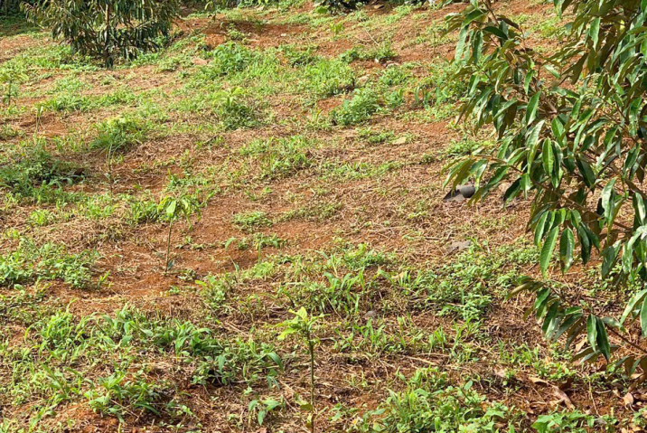 🔥 BÁN GẤP ĐẤT GIÁ TỐT – CHỈ CÁCH QUỐC LỘ 20, 300M – LỘC AN, BẢO LÂM 2 🔥