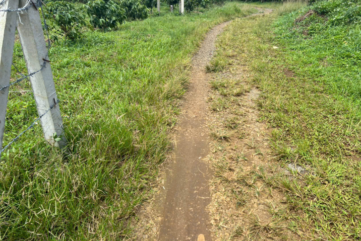 🌱 BÁN ĐẤT CÀ PHÊ SIÊU HOT HẺM PHAN CHU TRINH – LỘC TIẾN, PHƯỜNG 3 – ĐẤT NGON, LÁI ĐỦ THUỐC! 🌱