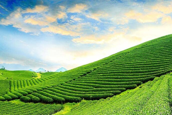 A Trà Bảo Lộc: Khám Phá Hương Vị Trà Tinh Túy Của Cao Nguyên