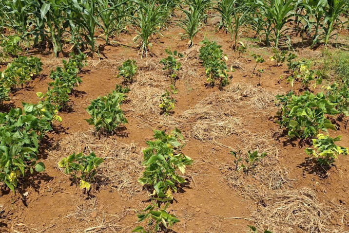 🐲 CHỈ CÒN 1 LÔ DUY NHẤT – ĐẤT ĐẸP THÔN 6, LỘC AN – GIÁ CỰC MỀM 🐲