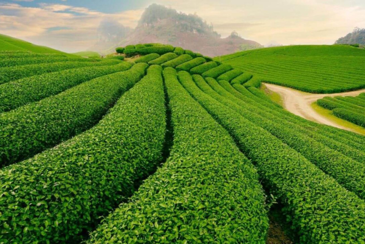 Tham quan đồi chè Tâm Châu Bảo Lộc – Thời điểm nào đẹp nhất cho chuyến đi
