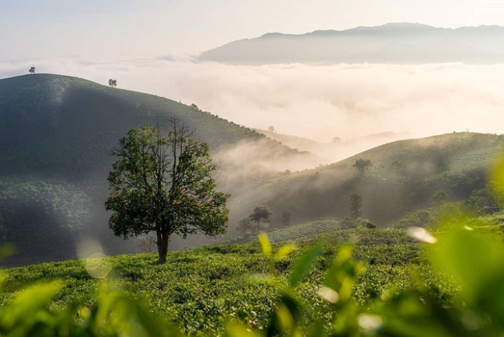 Khí Hậu Bảo Lộc: Lý Tưởng Cho Việc Phát Triển Cây Tiêu và Nông Sản