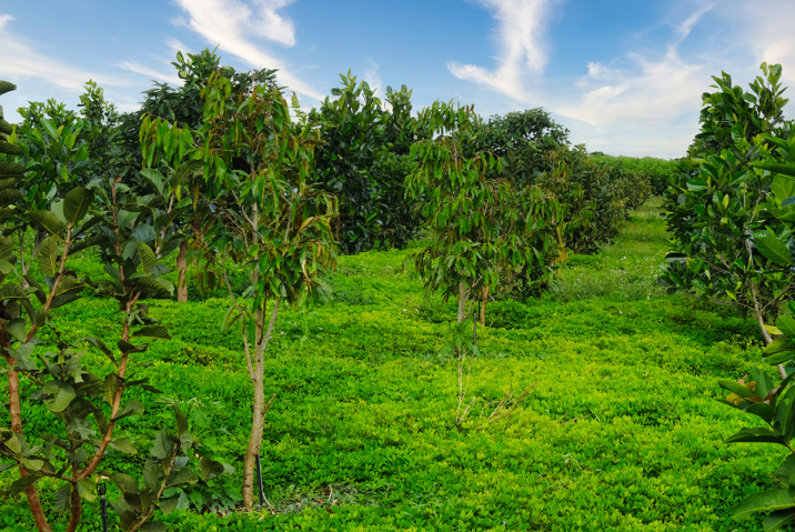 Đầu Tư Đất Nền Bảo Lộc – Hành Trình Lên Đỉnh (Giá Đất)