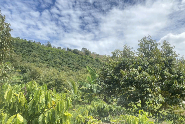 THỰC SỰ CẦN BÁN XIN PHÉP KHÔNG TIẾP MÔI GIỚI BÁN GẤP 3 SÀO ĐẤT THÔN 3 LỘC THÀNH, GIÁ THƯƠNG LƯỢNG CHO ANH CHỊ EM.