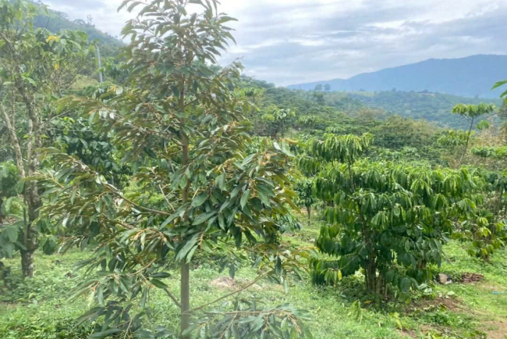 THUA LỖ DO CHƯA CÓ KIẾN THỨC, CHỦ RA ĐI NHANH 2 SÀO VƯỜN CAFE XEN SR CHO THU ĐẬM,  TẠI LỘC TÂN - BẢO LỘC, EM ĐỂ NHANH 250TR/ SÀO Ạ. 