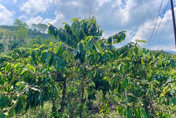 CHỦ LÀM ĂN THUA LỖ, CẦN BÁN GẤP 3 SÀO ĐẤT CÀ PHÊ, GIÁ NGỘP 150TR/SÀO NGAY THÔN 10 LỘC NAM