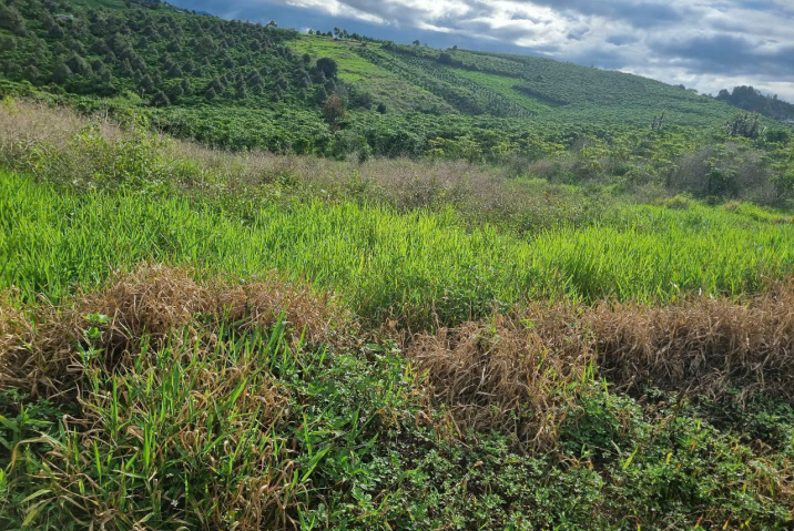 BÁN LÔ ĐẤT 2 SÀO VUÔNG VỨC - 2 MẶT TIỀN THÔN 5 LỘC QUẢNG - GIÁ 700TR