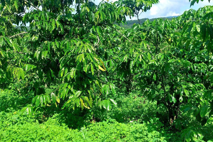 CHỦ GỬI BÁN 9SAO1 THỰC TẾ 1HA1 THÔN 5 LỘC PHÚ , BẢO LÂM , LÂM ĐỒNG - ĐẤT TRỒNG FULL CF - GIÁ 1TY5