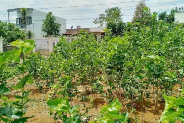 CHỦ ĐANG THỞ OXY, CẦN BÁN GẤP MẢNH VƯỜN 8X62 CÓ 100M2 THỔ CƯ - NGAY MẶT TIỀN TRIỆU QUANG PHỤC, PHƯỜNG B’LAO (SẮP TỚI THÀNH PHƯỜNG 2) , BẢO LỘC - GIÁ 2TY