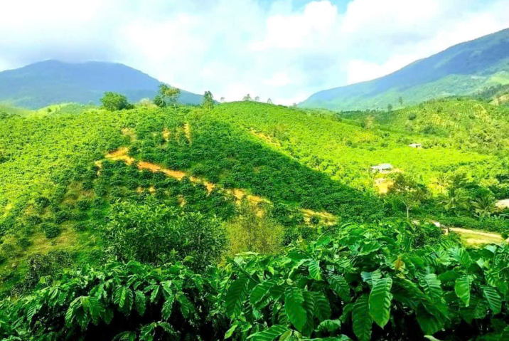 HẠ GIÁ BÁN NHANH CHO NHỮNG AI CẦN ĐẦU TƯ CHỈ CÒN 280TR/ 1 SÀO -  THÔN 10 LỘC NAM BẢO LÂM - DIỆN TÍCH 1,5HA - SẴN CAFE VÀ CÂY ĂN TRÁI - GIÁ 2TY2