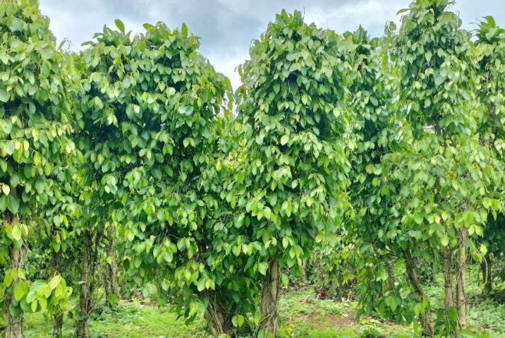 NHÀ CÓ CHUYỆN BÁN NHANH 6SÀO7 LỘC NGA CÓ CAFE TIÊU ĐANG CHO THU MẠNH VÀ HƠN 30 CÂY SẦU RIÊNG CHO THU BÓI LAI RAI - CÁCH QL 20 LỘC NGA 2,3KM SỔ SÁCH ĐẦY ĐỦ - 2,2 TỶ CẢ LÔ BỚT LỘC 